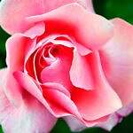 What is Clairessence – Clear Smell Sense